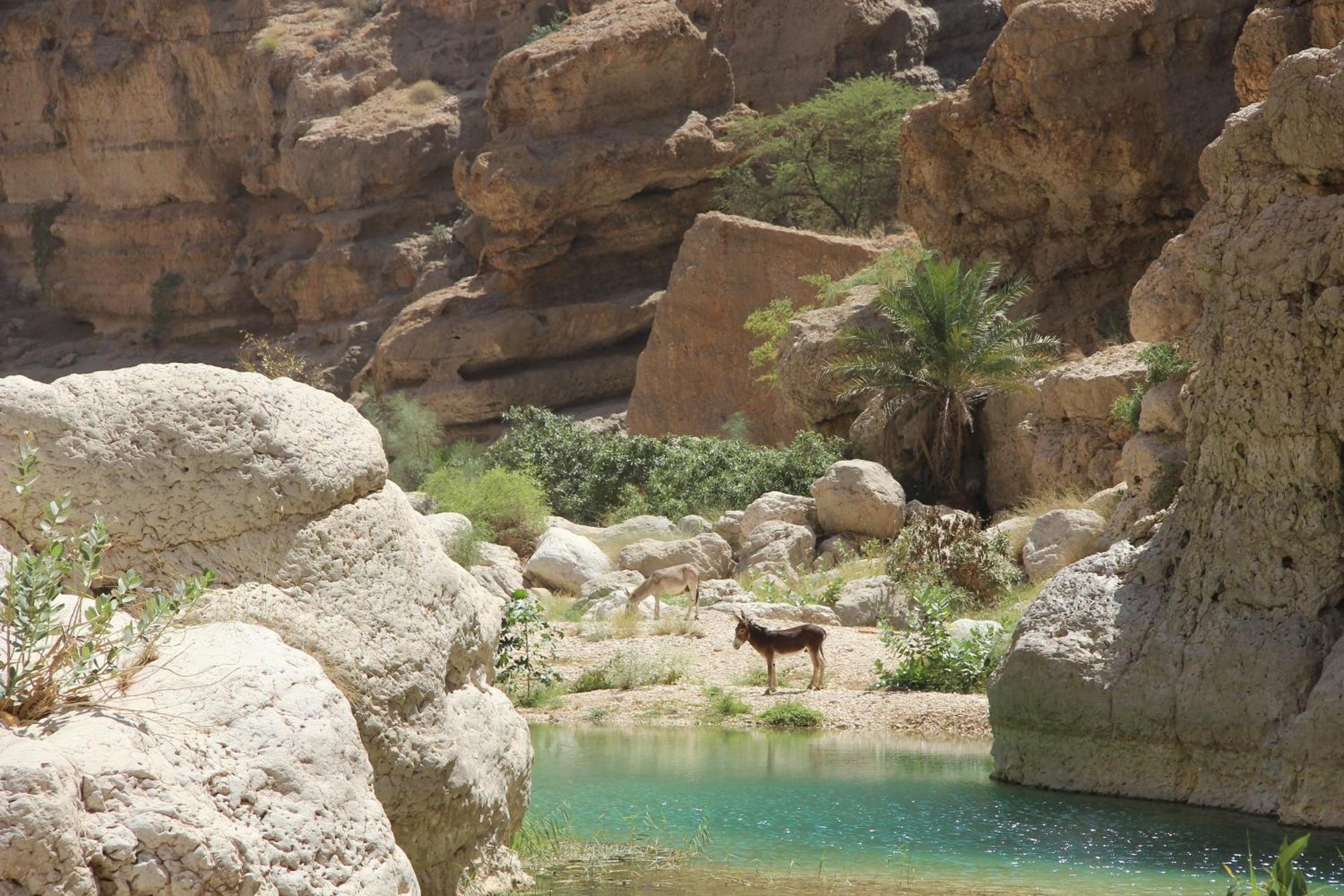 Wadi Shab Guest House Tiwi Exteriér fotografie